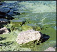 Blue-Green Algae Bloom  Season Is Approaching