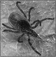 Prevent Tick-Borne Diseases While Enjoying The Outdoors