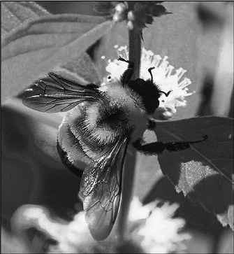 Our Native Pollinators