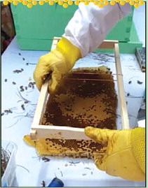 Honeybee Hive Extracted From Heron Home