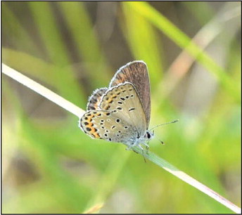 DNR Seeking Volunteers  For Karner Blue Butterfly Surveys