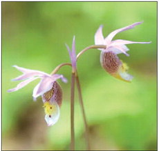 Volunteers Discover  New Populations of Rare Orchids   and Milkweeds
