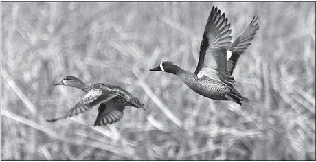 Spring Waterfowl Survey Results