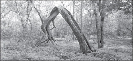 What was Lost – a Dead Trail Marker Tree