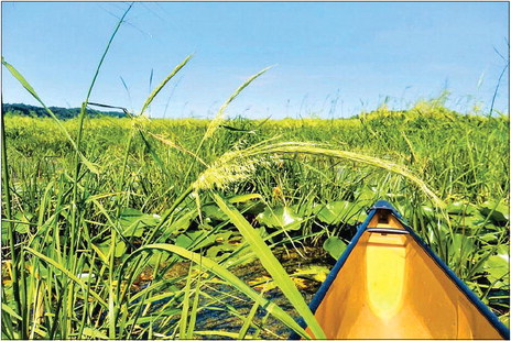 2022 Wild Rice Harvesting Season Updates
