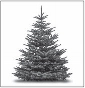 Consumer Alert: Check Christmas  Trees for Invasive Pests