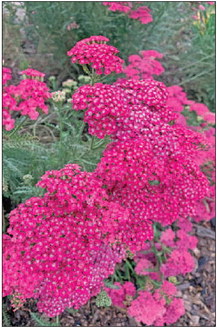 Yarrow – 2024 Herb of the Year