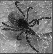 Prevent Tick-Borne Diseases While Enjoying The Outdoors