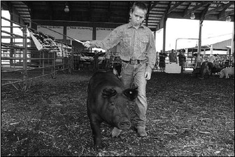 Fair Or Not, Area Youth Show Animals