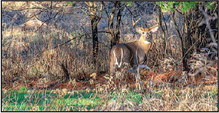 Statewide Deer Hunter Diary Study  To Be Conducted This Fall