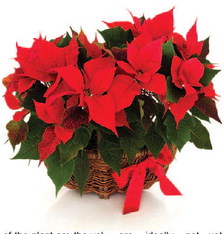 Simple Ways To Prolong The Life Of Poinsettias