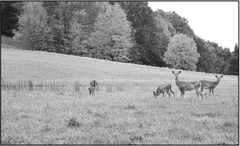 Help Shape Deer Management   In Wisconsin