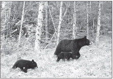 DNR Asks Public to Report  Black Bear Den Locations  for New Research Study