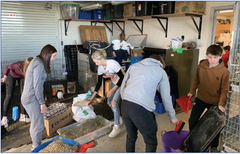 Small Animal Care & Management students take turns cleaning the classroom rabbits’ cage. photo submitted