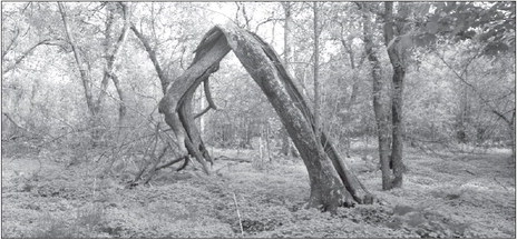 What was Lost – a Dead Trail Marker Tree