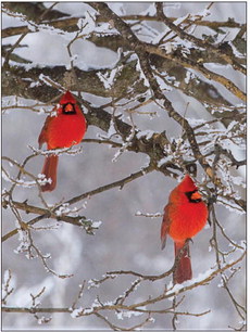 Winter Birds and How to  Attract Them